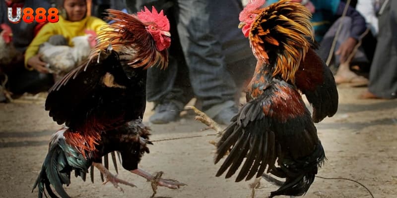 Đá gà trực tiếp U888 Đá gà trực tiếp U888